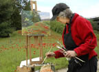 Painting Poppies Photo